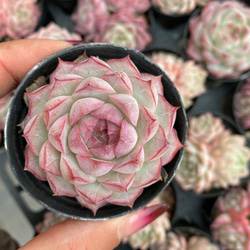 多肉植物 エケベリア 愛神 抜き苗 美苗 エケベリア 厳選 寄せ植え DIY