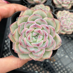 多肉植物抜き苗 のおすすめ人気通販 検索結果｜Creema(クリーマ