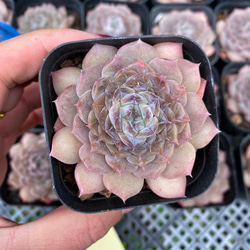多肉植物抜き苗 のおすすめ人気通販 検索結果｜Creema(クリーマ