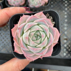 多肉植物 エケベリア 愛神 抜き苗 美苗 エケベリア 厳選 寄せ植え DIY