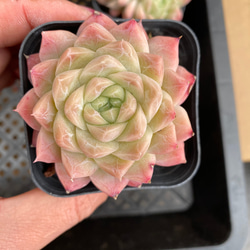 多肉植物(韓国苗) エケベリア 氷砂糖水晶 アイスシュガークリスタル