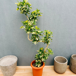 現品］大迫力！ ザミア メキシコソテツ 観葉植物 大型 室内