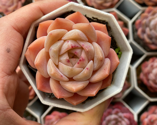 多肉植物 エケベリア 愛神 抜き苗 美苗 エケベリア 厳選 寄せ植え DIY