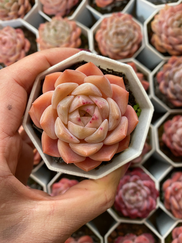 多肉植物 エケベリア 愛神 抜き苗 美苗 エケベリア 厳選 寄せ植え DIY