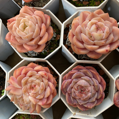 多肉植物 エケベリア 愛神 抜き苗 美苗 エケベリア 厳選 寄せ植え DIY