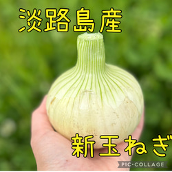 淡路島産たまねぎ】【大玉サイズ】早生品種「七宝早生7号」5kg 野菜