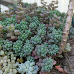 多肉植物 トップシータービー×初恋のシックな寄せ植え 多肉植物 ミクロ