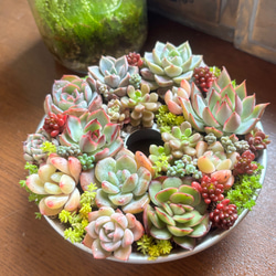 sold 多肉植物寄せ植え アイアンバスケット 多肉植物 galleryk's GONZU