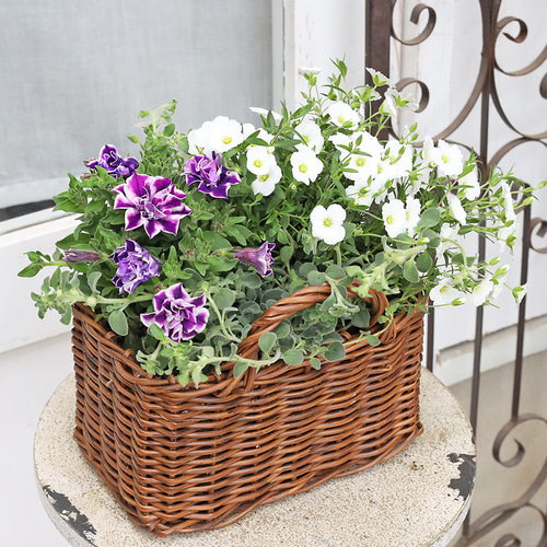 季節の花 寄せ植え おまかせ バスケット スクエア natural/brown