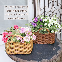 鉢花 アジサイ ピンクアナベル 5号 人気 丈夫 育てやすい 母の日