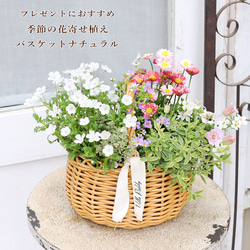 鉢花 クレマチス 雫 4号ポット 壺型 ブルー ヴィオルナ系 秋まで咲く