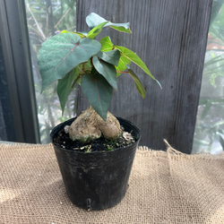 パキポディウム ゲアイー 和名：亜阿相界 多肉植物 アルファガーデン