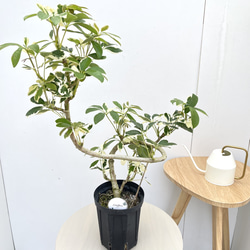 パンダガジュマル 28【現品】☆希少☆ 観葉植物 大型 その他インテリア