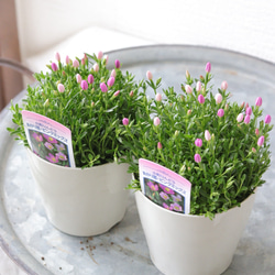 【SALE】シンボルツリーにも♡常緑エニシダの春らしい寄せ植え SALE】シンボルツリーにも♡常緑エニシダの春らしい寄せ植え 多肉植物