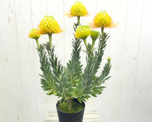 ピンクッション〝フェニックスライジング〟60cm前後｜蕾多数・開花株