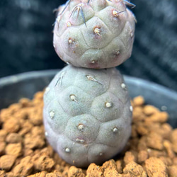 とおる様確認用　多肉植物リトープス　大玉ブルゲリ、24品種入り　S94-99 とおる様確認用 多肉植物リトープス 大玉ブルゲリ、24品種入り S94-99