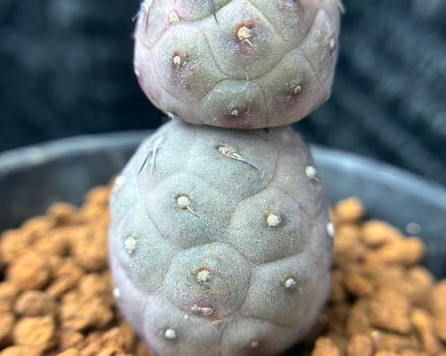 雪だるま❣️多肉植物 サボテン テフロカクタス ゲオメトリクス 発根