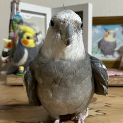 ライフサイズ オカメインコ ルチノー☆はじめのい～っ歩♪☆羊毛