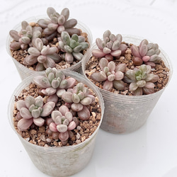 多肉植物 ピクシープラム 韓国苗 多肉植物 pariʚ❤︎ɞtaniku