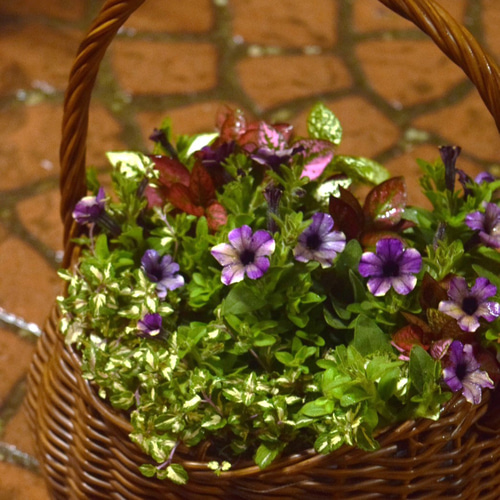 小輪ペチュニア「マルベリー」のシックなコンパクト寄せ植え※寄せ植え