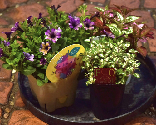 花色変化♡こんもりまとまるペチュニア【マルベリー】の籠寄せ植え♡母の日gift 小輪ペチュニア「マルベリー」のシックなコンパクト寄せ植え※寄せ植え