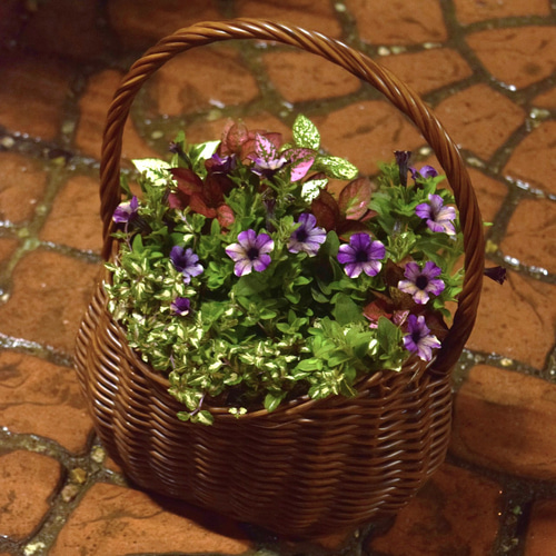 小輪ペチュニア「マルベリー」のシックなコンパクト寄せ植え※寄せ植え