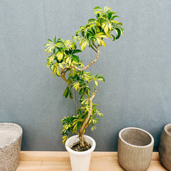 現品］珍しい曲がり方！ エバーフレッシュ 盆栽風 観葉植物 室内 陶器