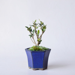 鉢植え盆栽　西洋カマツカ 西洋カマツカの盆栽を販売｜父の日プレゼントの盆栽妙 – 盆栽妙 本店