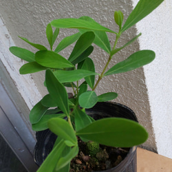 フクギ　苗 ネット限定販売】フクギ 観葉植物｜備瀬のフクギをあなたのお部屋で