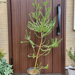 ボリューム大苗 ヘアピンバンクシア スピヌロサ 鉢植え 苗木 ワイルド