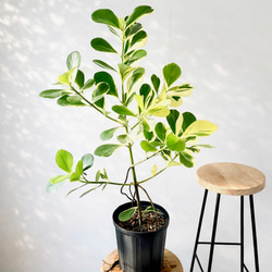観葉植物 フィカスウンベラータ 曲がり 8号 140cm 幹太 大型 多肉植物