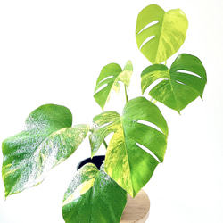 観葉植物 フィカスウンベラータ 曲がり 8号 140cm 幹太 大型 多肉植物