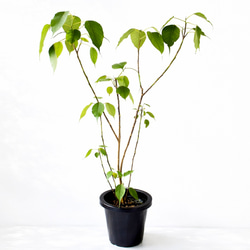 観葉植物 フィカスウンベラータ 曲がり 8号 140cm 幹太 大型 多肉植物