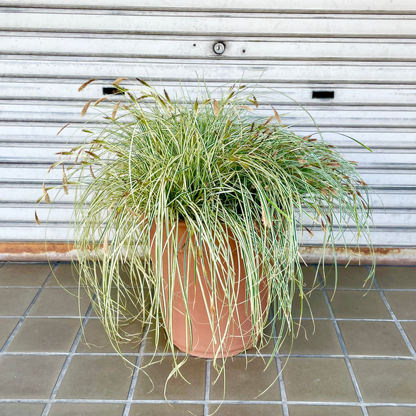 超ボリューム】カレックス寄せ植え大型プランター エヴァロロ×2