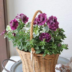 SALE】オステオアキラのカジュアルな春寄せ植え 多肉植物 トータル