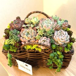 多肉植物 寄せ植え ブリキ鉢 韓国苗 誕生日プレゼント 祝い おうち