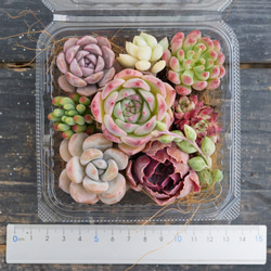 ❣️ピーチデーモン❣️現品 エケベリア 寄せ植え 多肉弁当 多肉植物 ピーチデーモン 多肉植物 エケベリア 多肉植物 Roots 通販 18668740