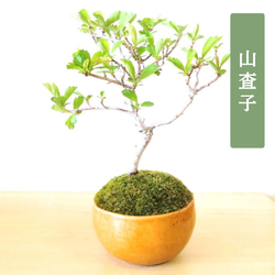 POTOCO コフジ 藤 陶器鉢 盆栽 観葉植物 かわいい 青 チェック 苔 盆栽