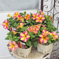 キュートなブリキポットの春色寄せ植え ハーブ寄せ植え キッチンハーブ2種 ナチュラルブリキポット ホワイト
