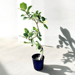 一点もの】観葉植物 希少 斑入り フランスゴム ユキ 曲がり 8号 レア