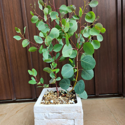 可愛い♪ユーカリ ポポラス テラコッタ鉢植え 苗 シンボルツリーに