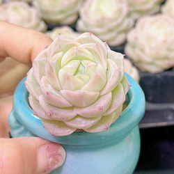 お買い得 早い者勝ち 2026 超豪華 12品種 多肉植物福袋 多肉植物 愛
