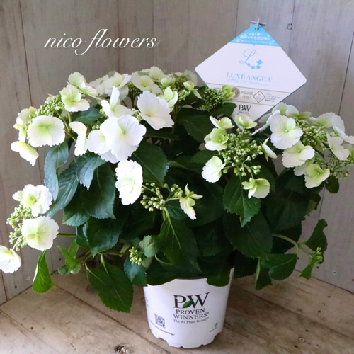 ラグランジア♡ブライダルシャワー♡5寸鉢♡ アートフラワー nico