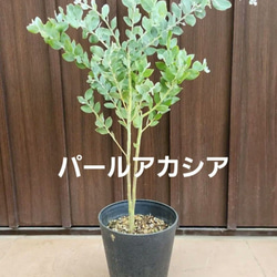 ボリューム大苗 ヘアピンバンクシア スピヌロサ 鉢植え 苗木 ワイルド