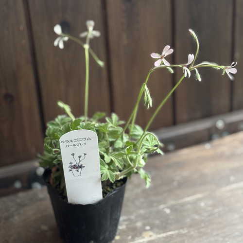 ペラルゴニウム「パールグレイ」花色が魅力的な品種 その他素材 Comu