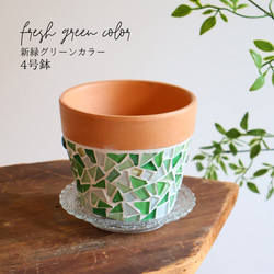 現品限り］鉢付き 3号鉢 希少 サボテン 鬼面角 植木鉢 鉢 かわいい