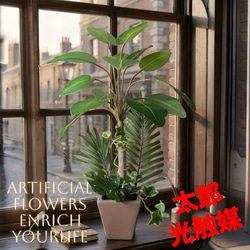 南国 特大 トックリヤシ（徳利椰子）10号 高さ約180-190cm 新葉展開中