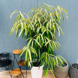 ［現品］95番　フィカス　ベンガレンシス　曲がり　8号　観葉植物　室内　大型 現品］33番 フィカス ベンガレンシス 曲がり 8号 観葉植物 室内 大型