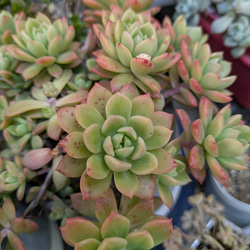 多肉植物 トップシータービー×初恋のシックな寄せ植え 多肉植物 ミクロ