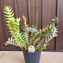 再販♡ウォールムバンクシアアエムラ 大型ポット鉢植えネイティブ
